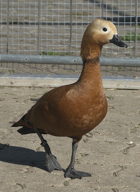 轮首胜